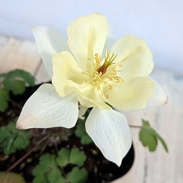 オダマキ(アクレイギア):アーリーバード イエロー3.5号ポット