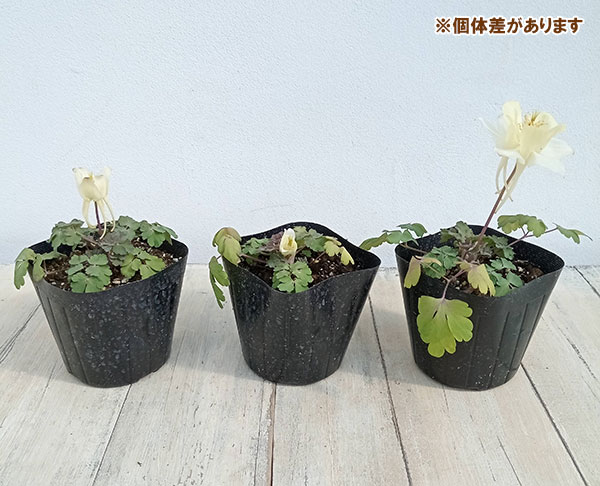 オダマキ(アクレイギア):アーリーバード イエロー3.5号ポット