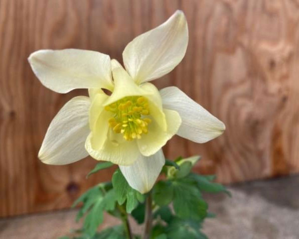 オダマキ(アクレイギア):アーリーバード イエロー3.5号ポット