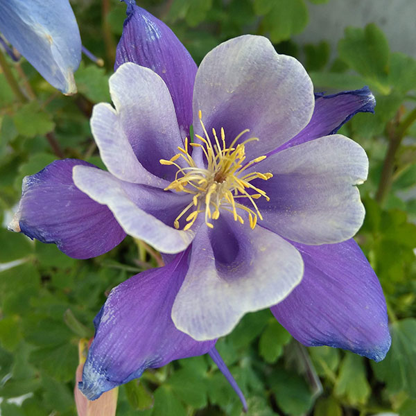 オダマキ(アクレイギア):アーリーバード ブルーホワイト3-3.5号ポット