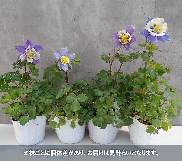 オダマキ(アクレイギア):アーリーバード ブルーホワイト3-3.5号ポット