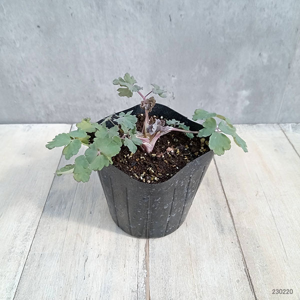 オダマキ(アクレイギア):アーリーバード ブルーホワイト3-3.5号ポット