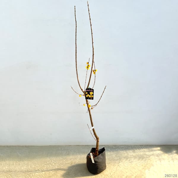 ロウバイ：満月（まんげつ）6号ポットまたはルートバック