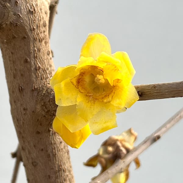 ロウバイ：満月（まんげつ）6号ポットまたはルートバック