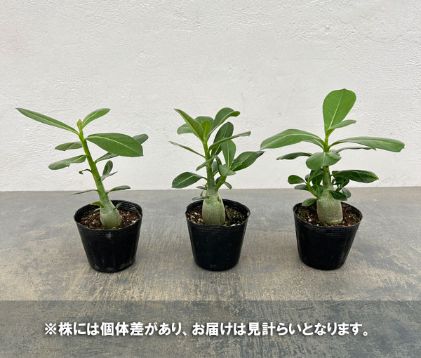 おまかせアデニウム 3号