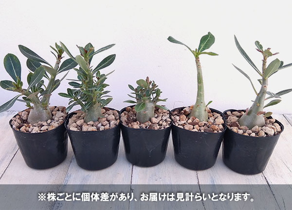 おまかせアデニウム 3号
