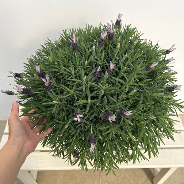 ラベンダー:ラヴェアンナ グランドパープル大株8号鉢植え