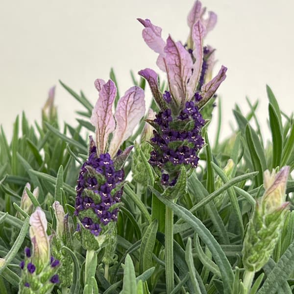 ラベンダー:ラヴェアンナ グランドパープル大株8号鉢植え