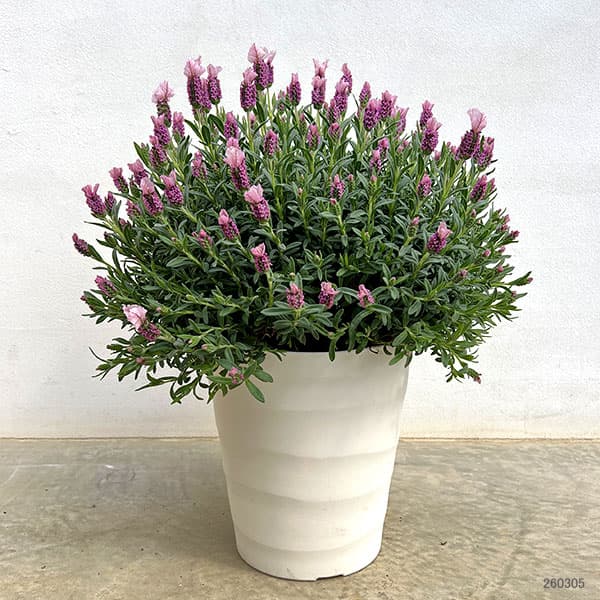 ラベンダー：ラヴェアンナ ピンクロリポップ大株8号鉢植え