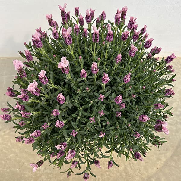 ラベンダー：ラヴェアンナ ピンクロリポップ大株8号鉢植え
