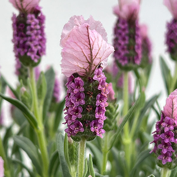 ラベンダー：ラヴェアンナ ピンクロリポップ大株8号鉢植え