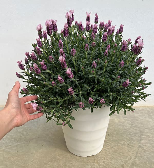 ラベンダー：ラヴェアンナ ピンクロリポップ大株8号鉢植え