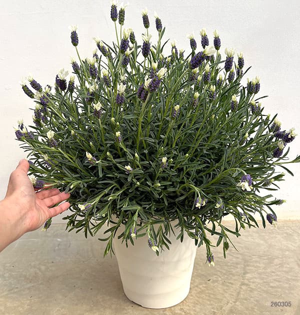 ラベンダー：ラヴェアンナ ホワイト大株8号鉢植え
