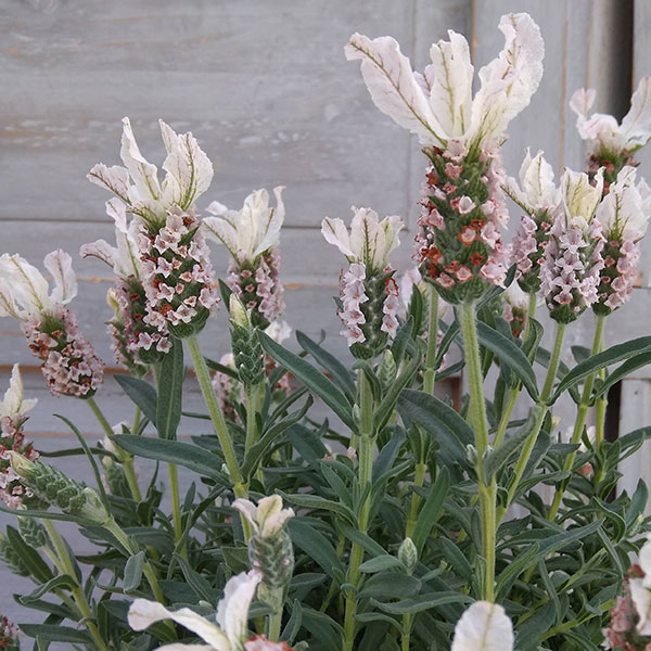 フレンチラベンダー（巨大輪種）：クラウン ピンクパール5号鉢植え