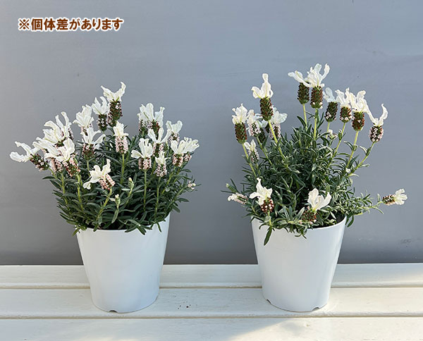 園芸ネット本店｜フレンチラベンダー（巨大輪種）：クラウン ピンク
