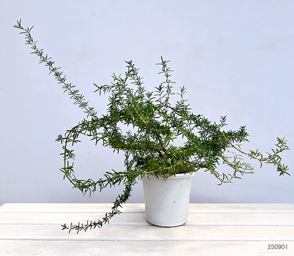 ローズマリー(ほふく性)：プロストラータス5号鉢