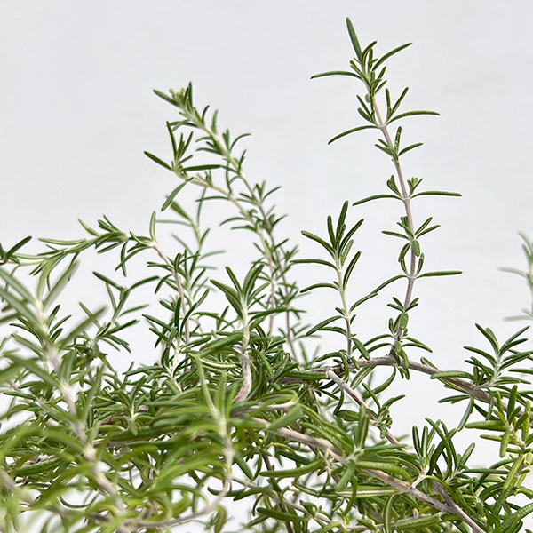 ローズマリー(ほふく性)：プロストラータス5号鉢