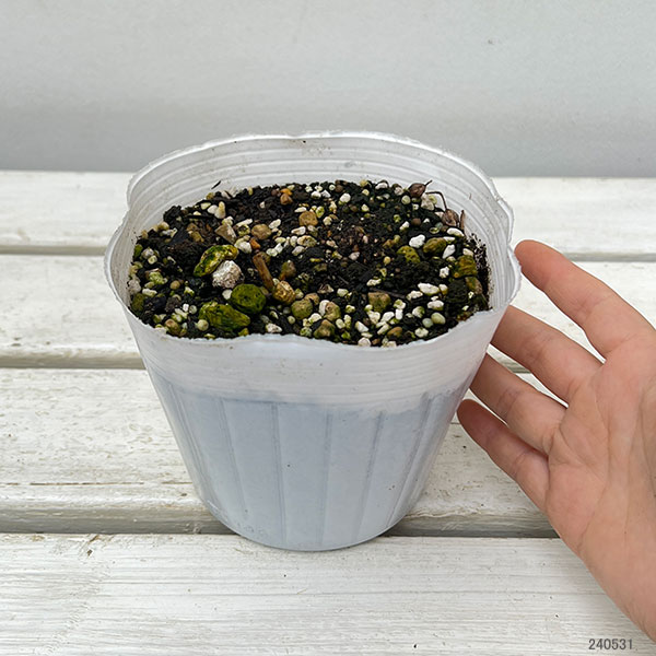 園芸ネット本店｜ラナンキュラス：ラックス ティーバ4.5号ポット（開花