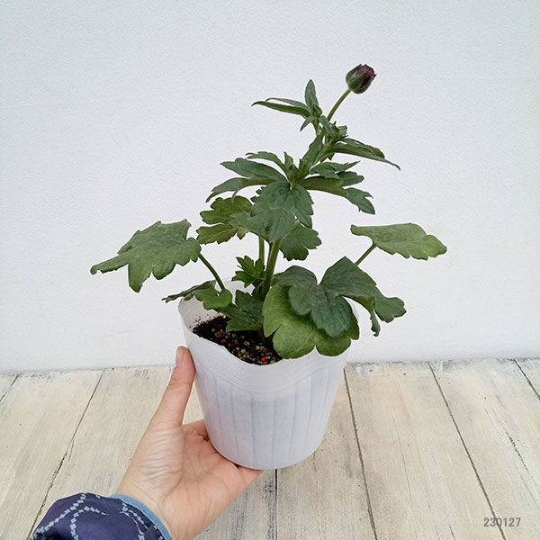 園芸ネット本店｜ラナンキュラス：ラックス ティーバ4.5号ポット（開花