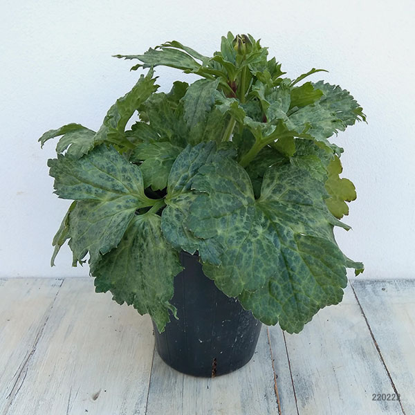 園芸ネット本店｜ラナンキュラス：ラックス ヘスティア4.5号ポット. の