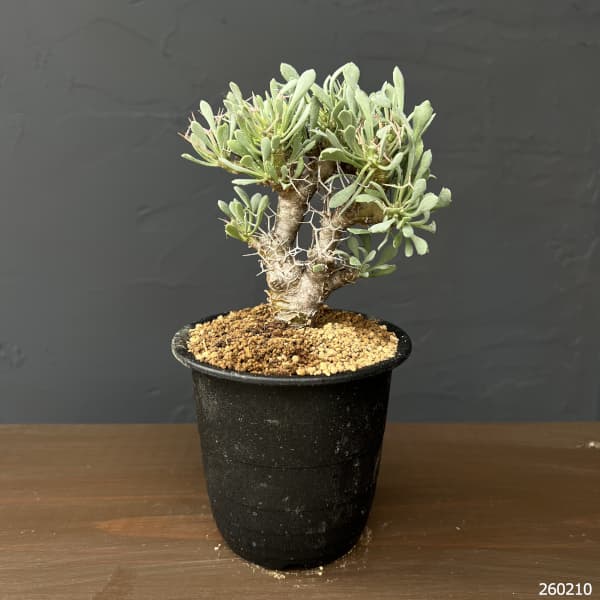 オトンナ：ユーフォルビオイデス　3号鉢植え