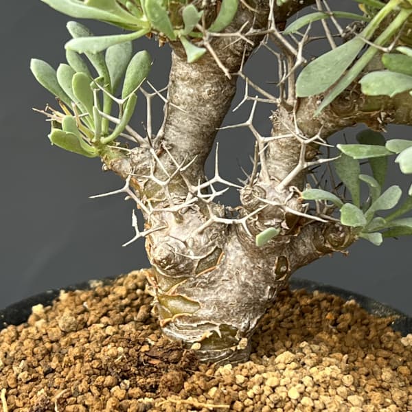 オトンナ：ユーフォルビオイデス　3号鉢植え