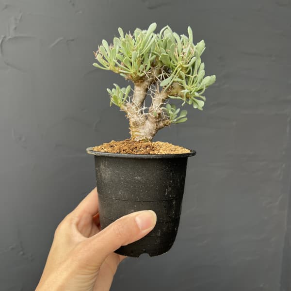 オトンナ：ユーフォルビオイデス　3号鉢植え