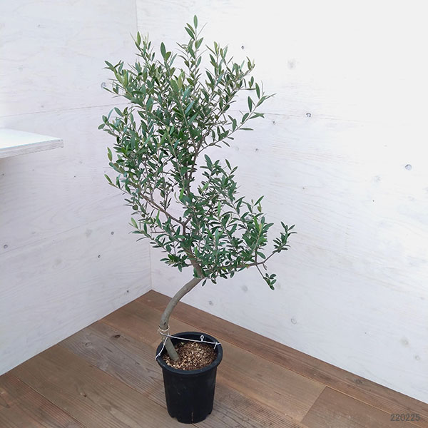 オリーブの木 ネバディロブランコ シンプルモダン石膏鉢植え オリーブ