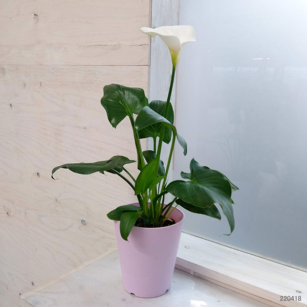 宿根カラー：シルクロード 5号鉢植え
