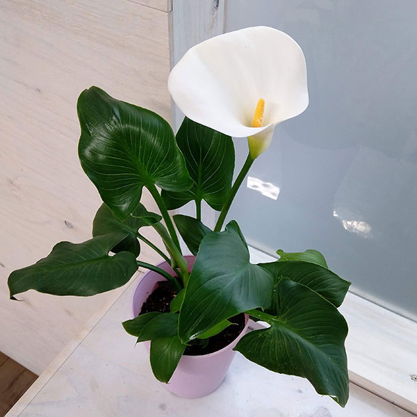 宿根カラー：シルクロード 5号鉢植え