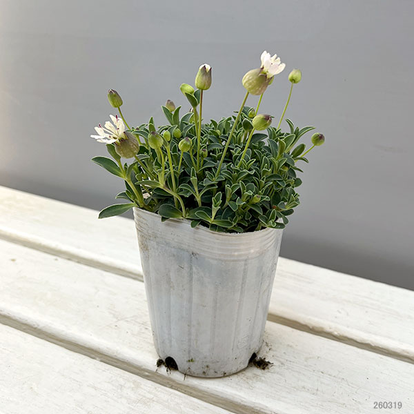 シレネ：ユニフローラ　ジュエル3-3.5号ポット