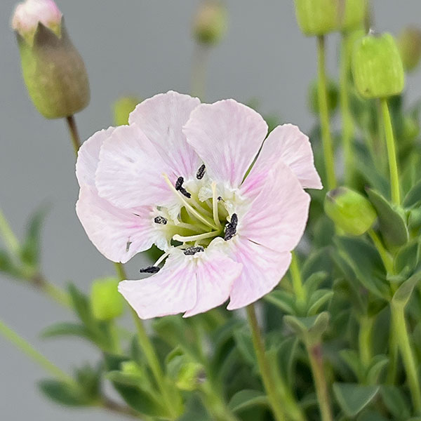 シレネ：ユニフローラ　ジュエル3-3.5号ポット