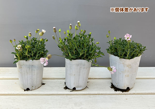 シレネ：ユニフローラ　ジュエル3-3.5号ポット