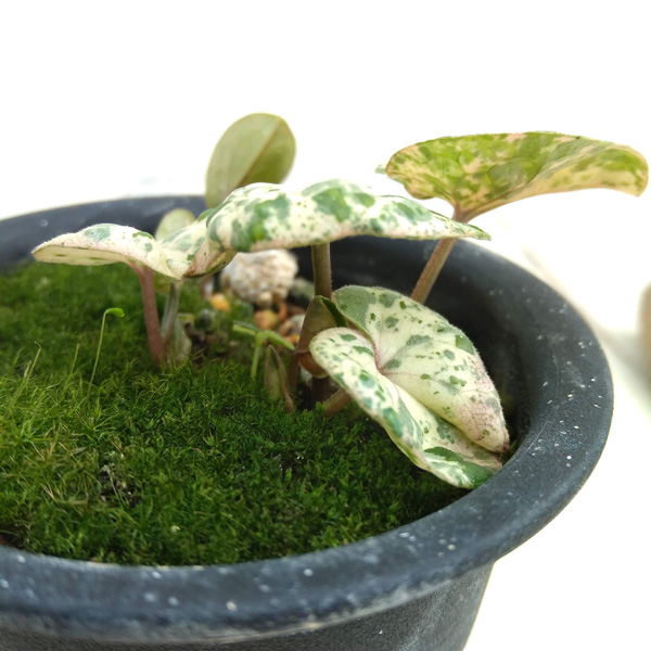 園芸ネット本店｜カンアオイ（寒葵）：紅孔雀（斑入りのカンアオイ） 3