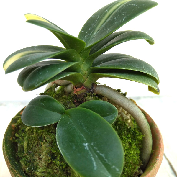 名護蘭 】大きな縞 32 【公式通販】