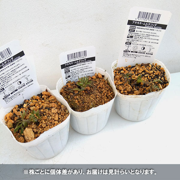アネモネ：ムルチフィダ3号ポット の通販 | 園芸ネット