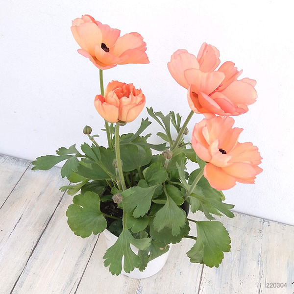 ラナンキュラス：キプロ アプリコット5号鉢植え