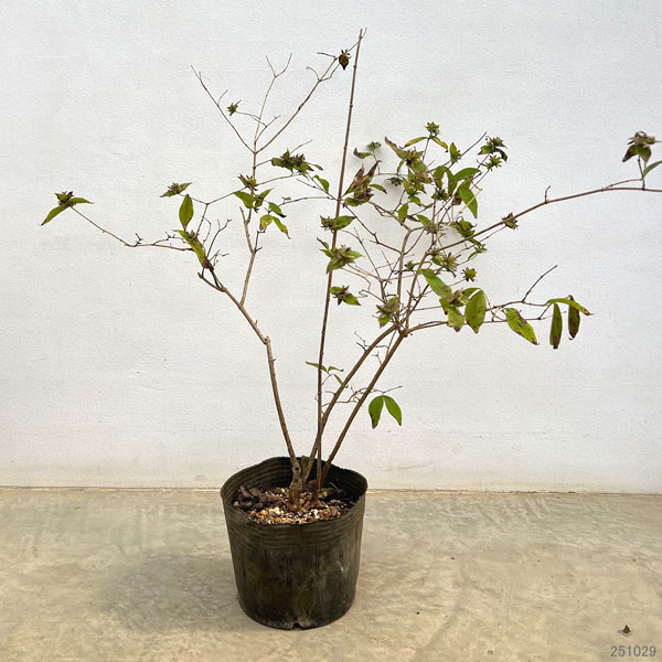 アベリア：モサネンシス 6号ポット