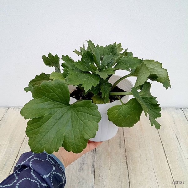 園芸ネット本店｜ラナンキュラス：ラックス ムーサ4.5号ポット（開花