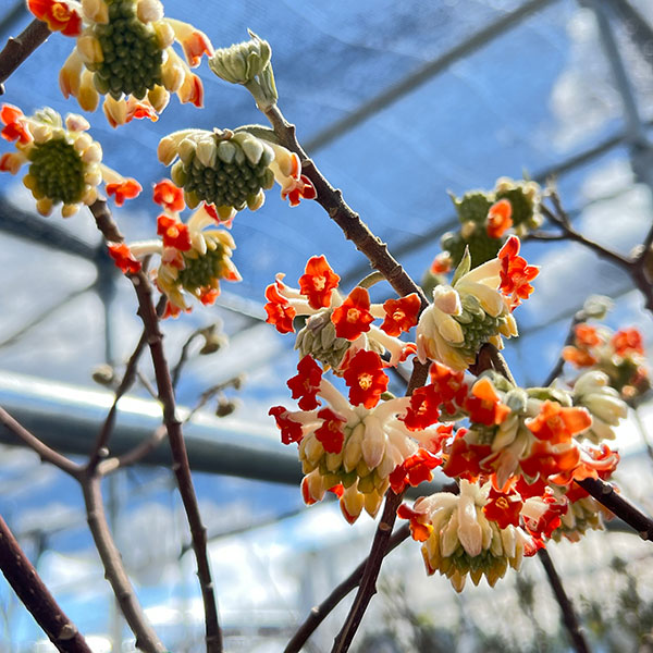ミツマタ：赤花ミツマタ6号鉢植え