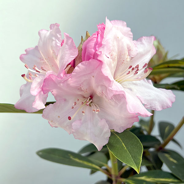 シャクナゲ(石楠花):花かがり5号ポット