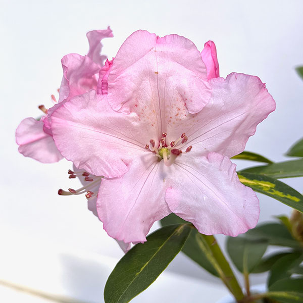 シャクナゲ(石楠花):花かがり5号ポット
