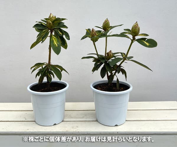 シャクナゲ（石楠花）：花かがり5号ポット