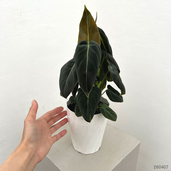 園芸ネット本店｜フィロデンドロン：メラノクリサム 4号鉢植え の通販