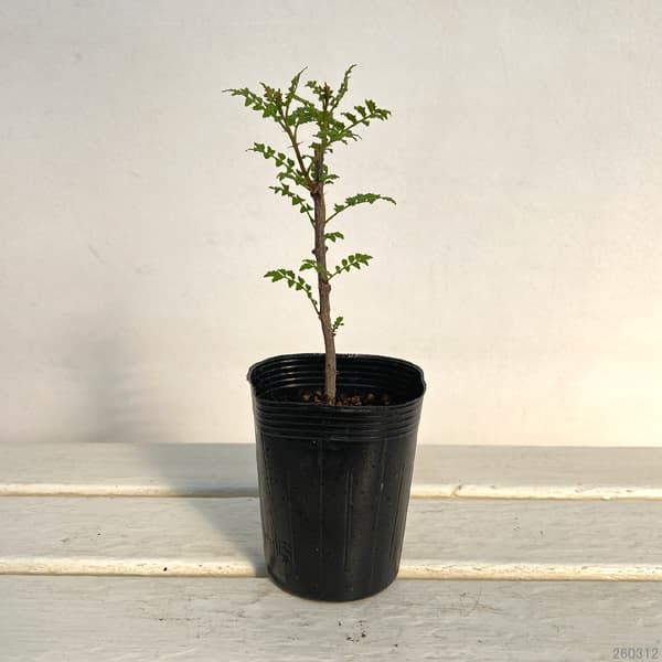 山椒（サンショウ）：葉ザンショウ3号ポット