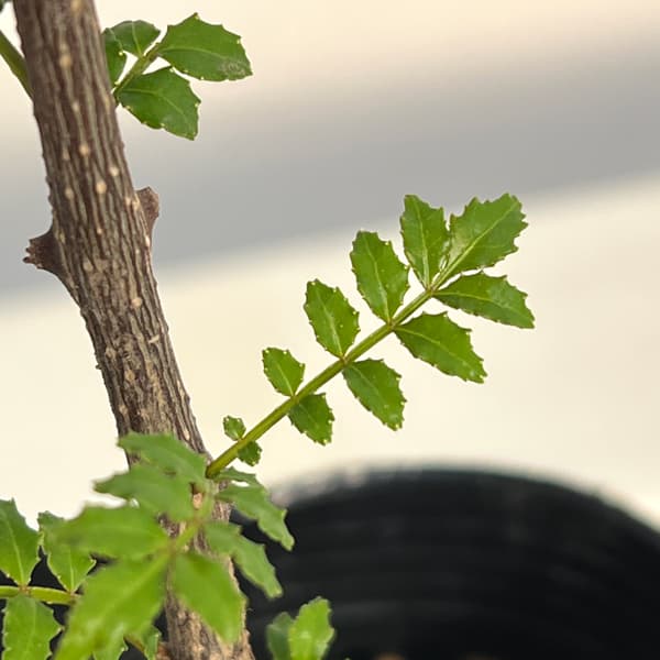 山椒（サンショウ）：葉ザンショウ3号ポット