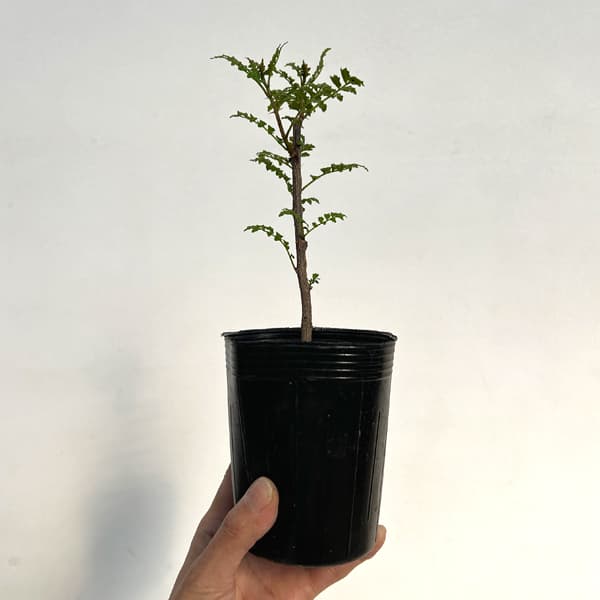 山椒（サンショウ）：葉ザンショウ3号ポット
