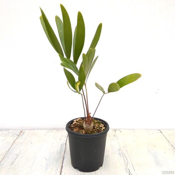 ザミア:フロリダ―ナ 2.5号