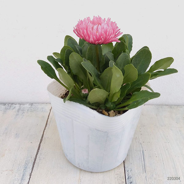 デージー:バンバン ローズ3.5号ポット