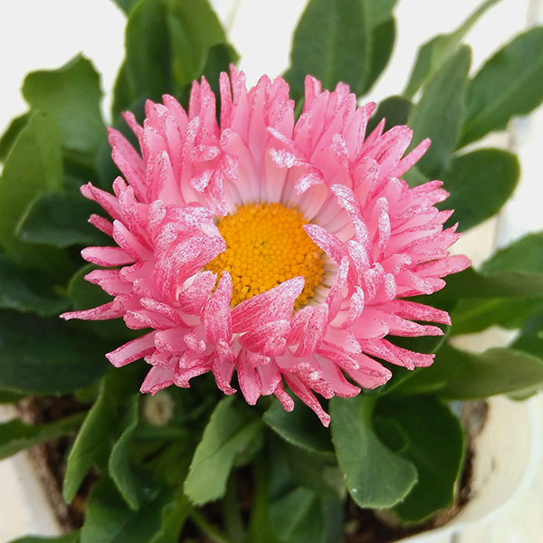 デージー:バンバン ローズ3.5号ポット